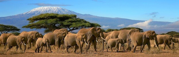 African elephants 200 623x200